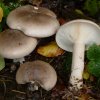 Clitocybe nebularis, Nebelgrauer Trichterling